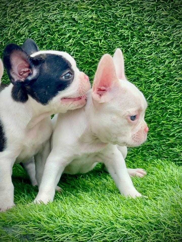 French Bulldog For Sale In Chennai