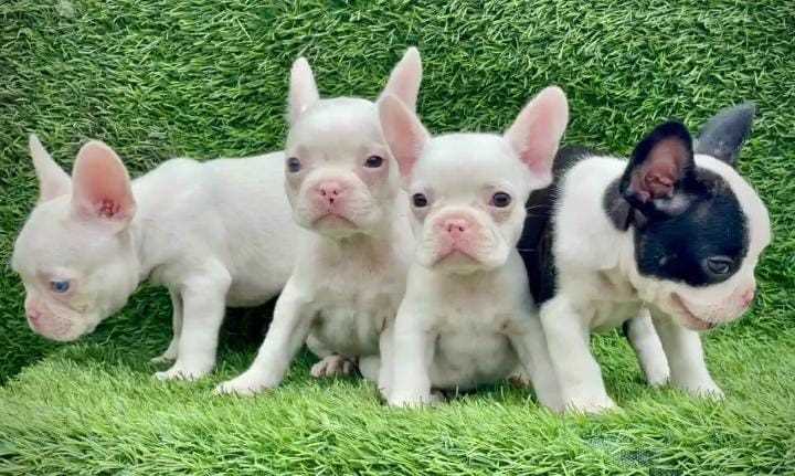 French Bulldog For Sale In Chennai