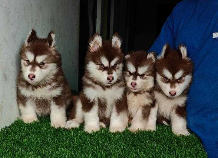 Alaskan Malamute For Sale In Bangalore