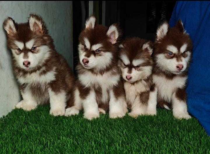 Alaskan Malamute For Sale In Bangalore