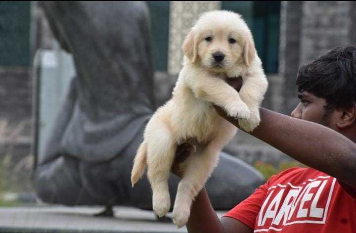 Golden Retriever For Sale In Jaipur