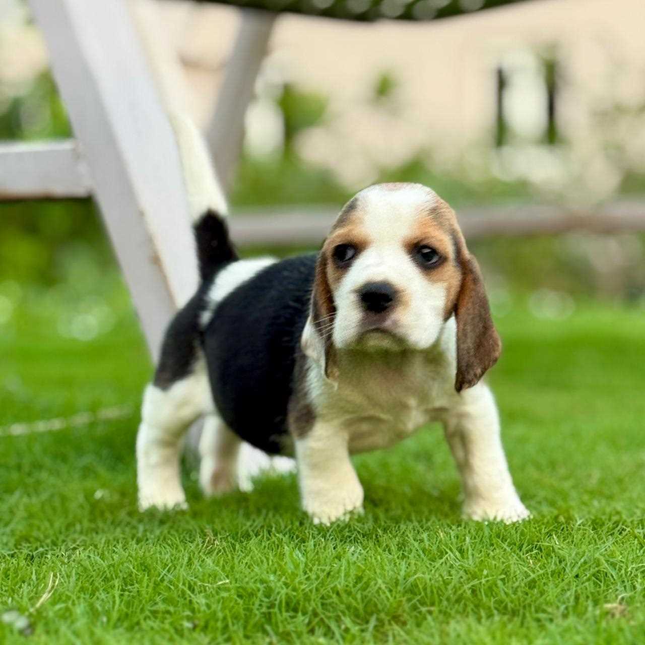 Beagle For Sale In Vadodara