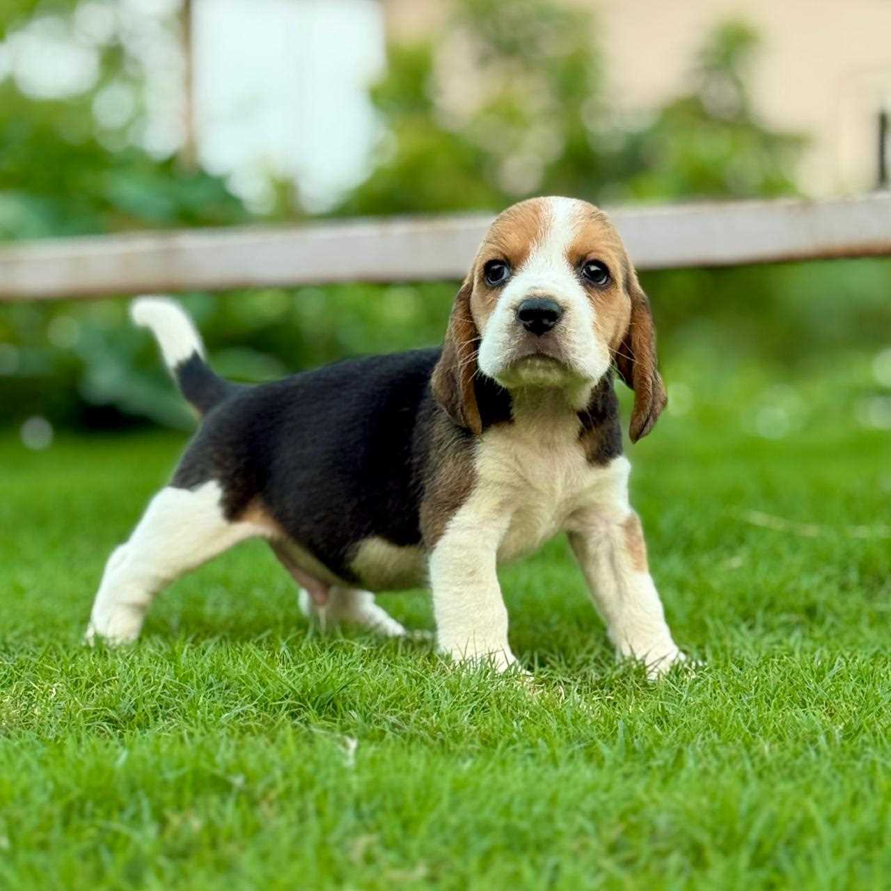 Beagle For Sale In Bhubaneswar