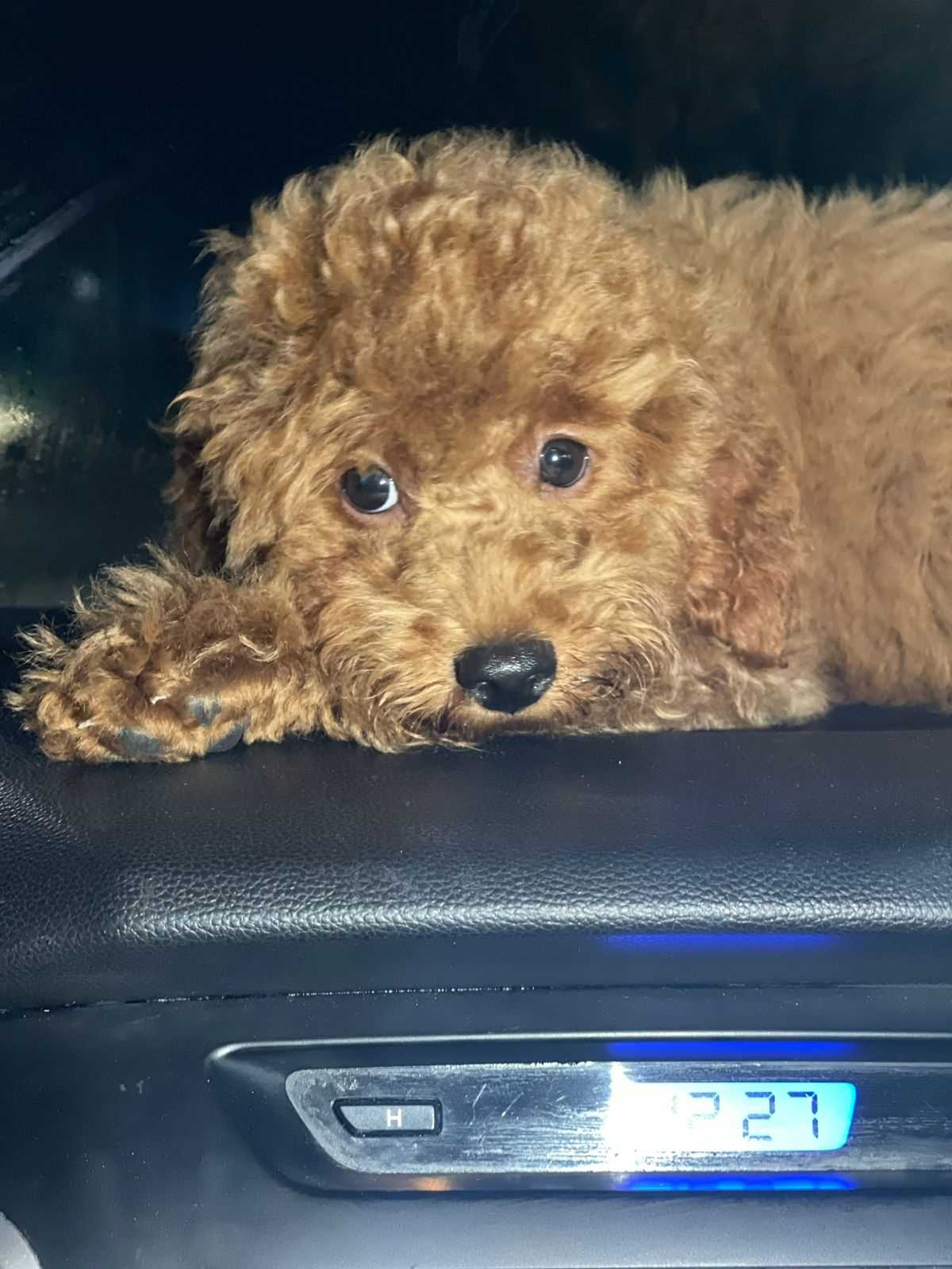 Poodle For Sale In Coimbatore