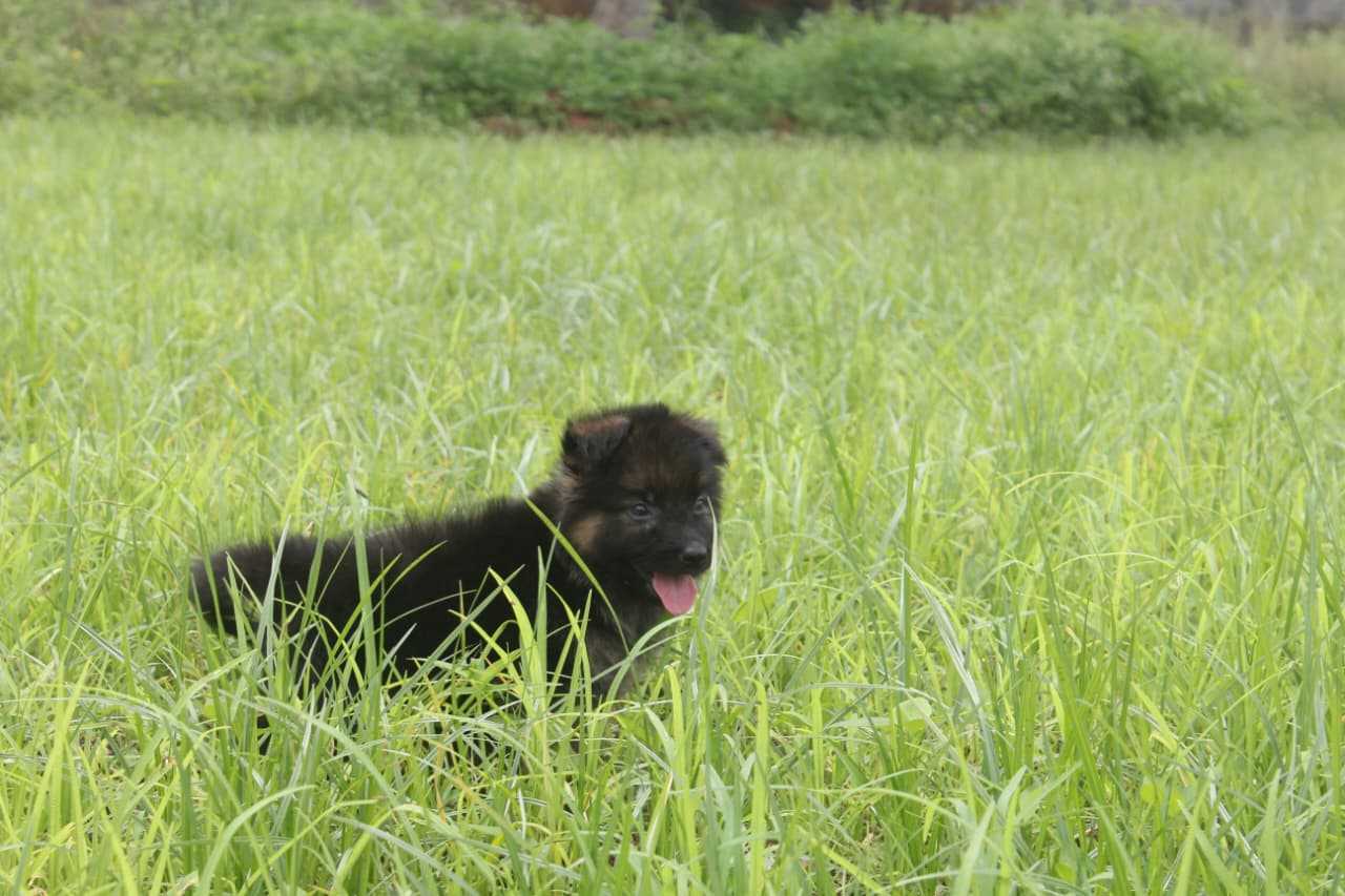 Golden Shepherd For Sale In Agra