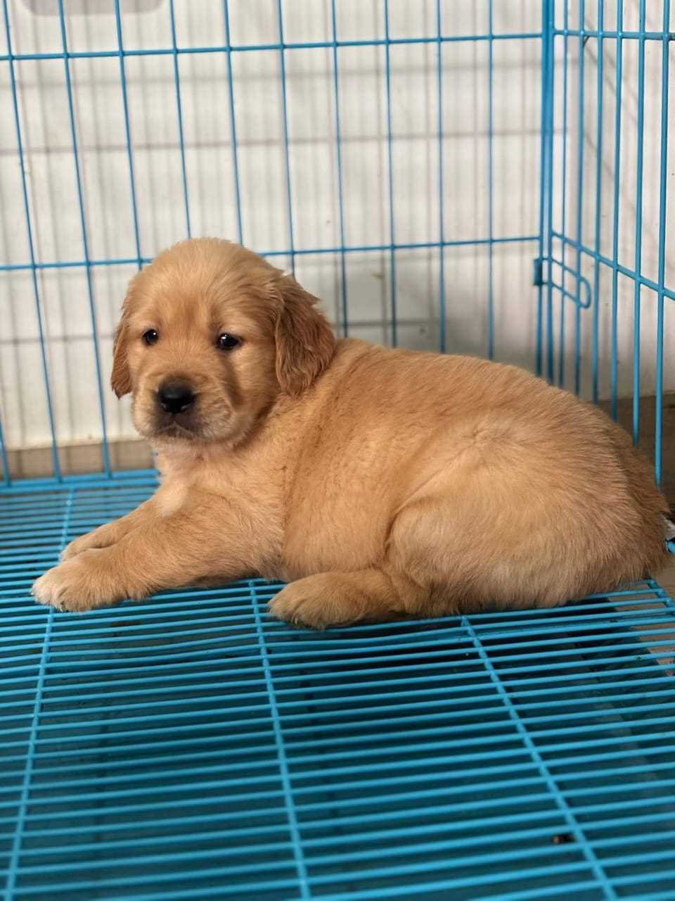 Golden Retriever For Sale In Kanpur