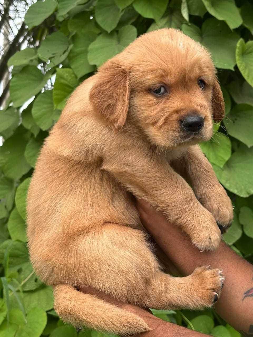 Golden Retriever For Sale In Kanpur