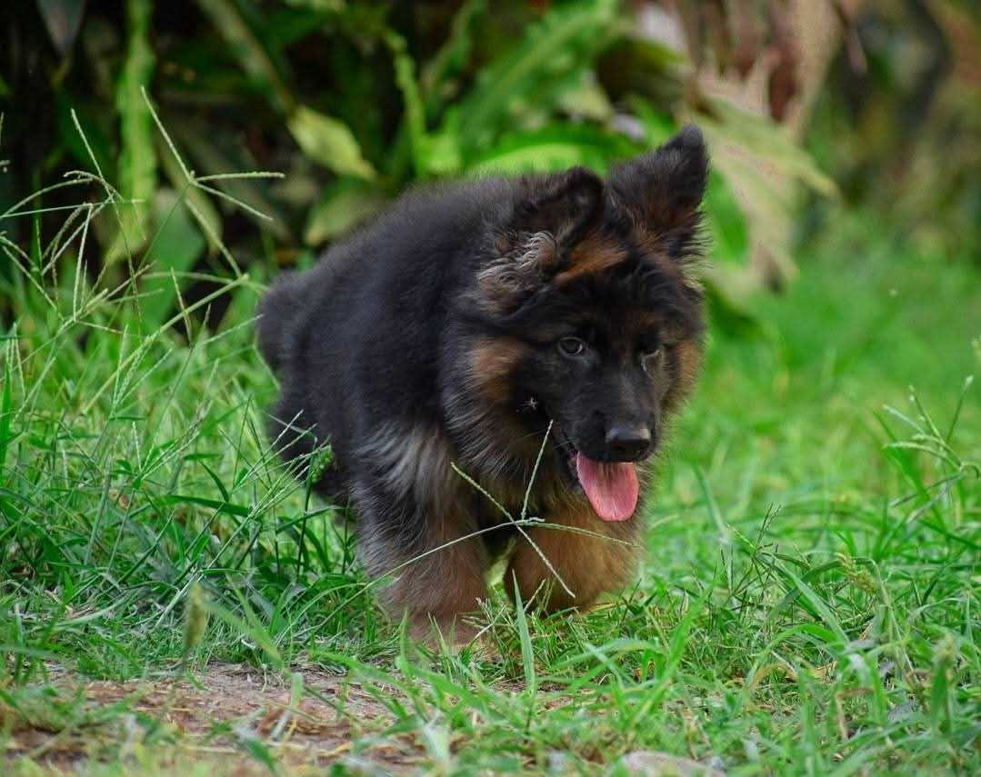 German Shepherd For Sale In Indore