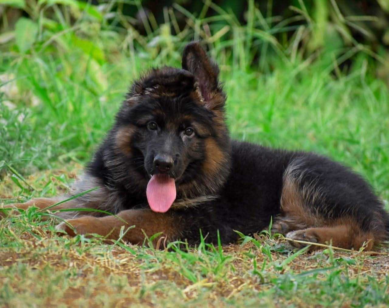 German Shepherd For Sale In Indore