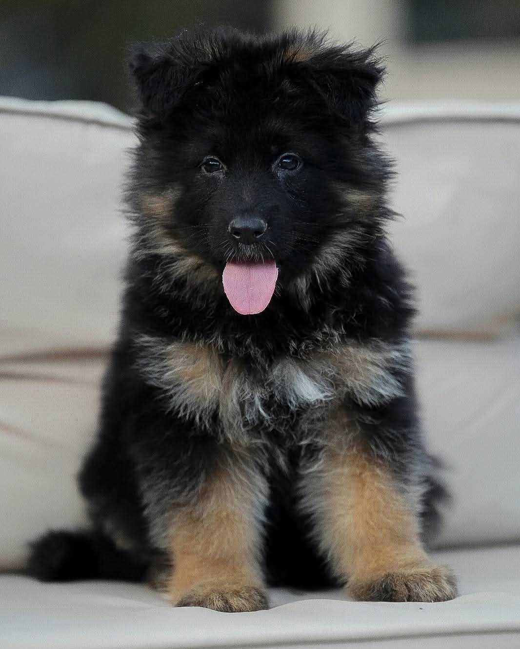 German Shepherd For Sale In Indore