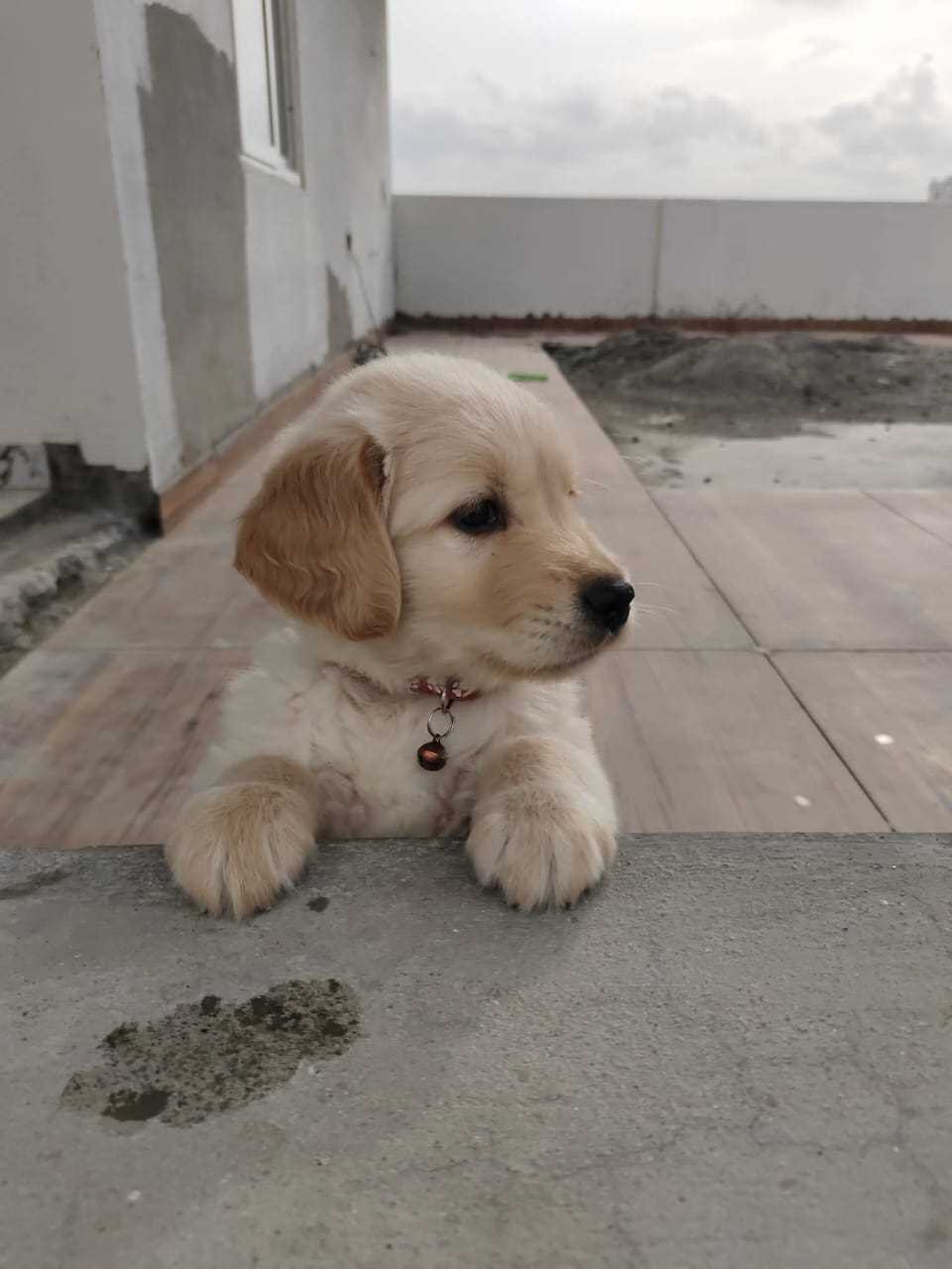 Golden Retriever For Sale In Kanpur