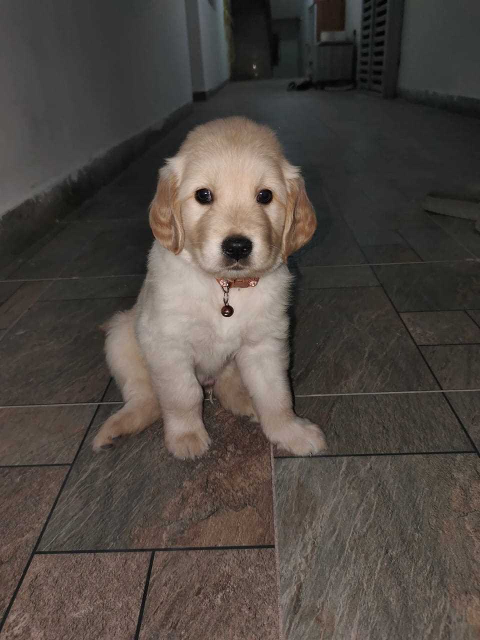 Golden Retriever For Sale In Kanpur