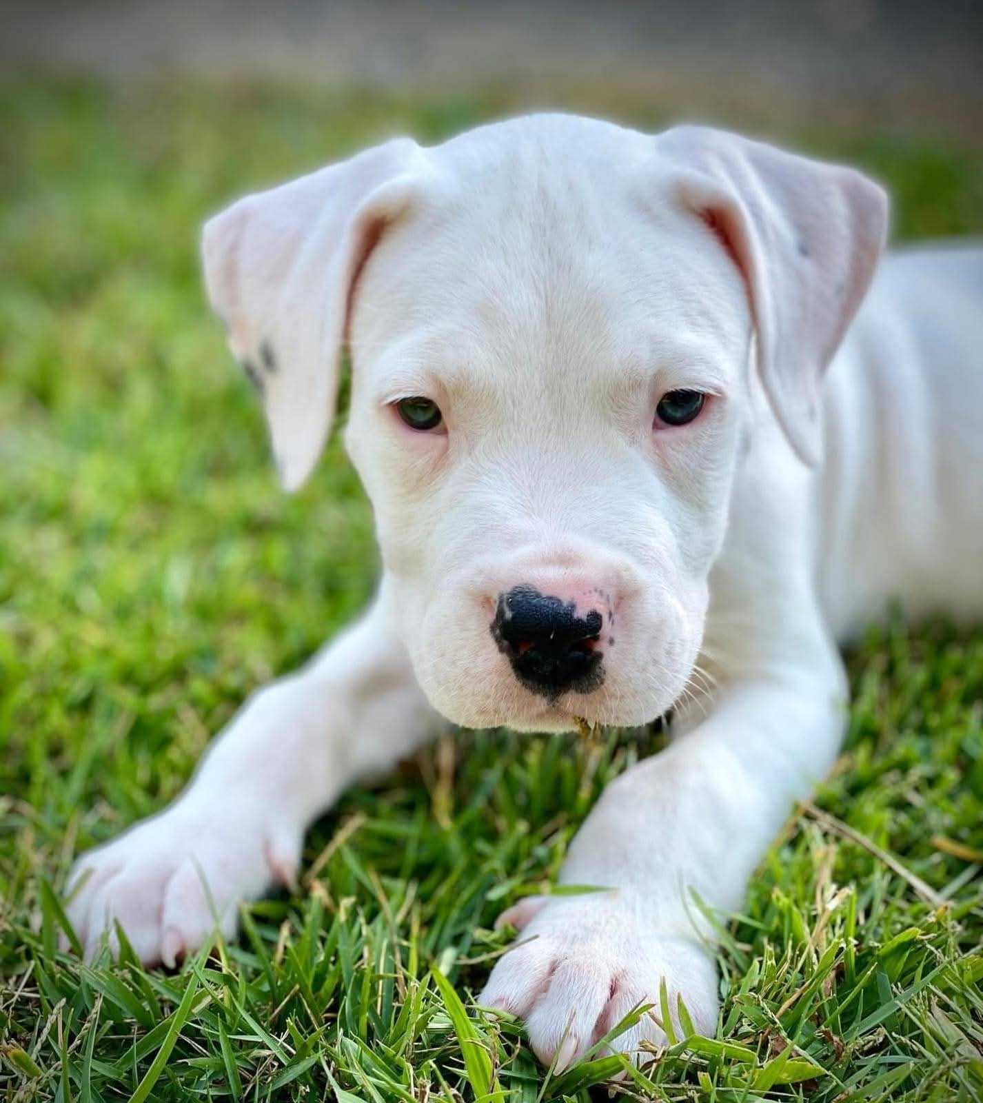 Dogo Argentino For Sale In Bangalore