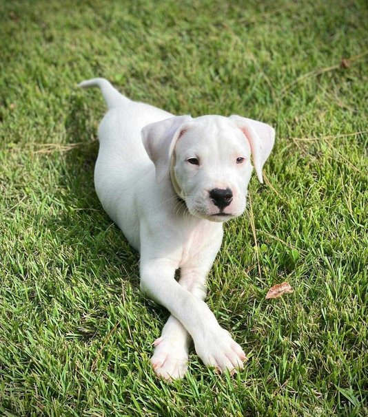 Dogo Argentino For Sale In Bangalore