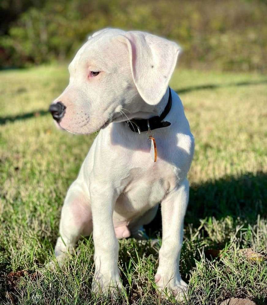 Dogo Argentino For Sale In Bangalore