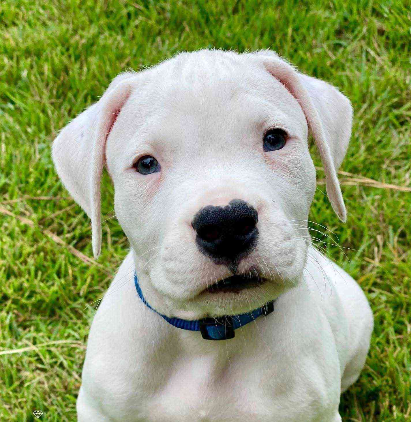 Dogo Argentino For Sale In Bangalore