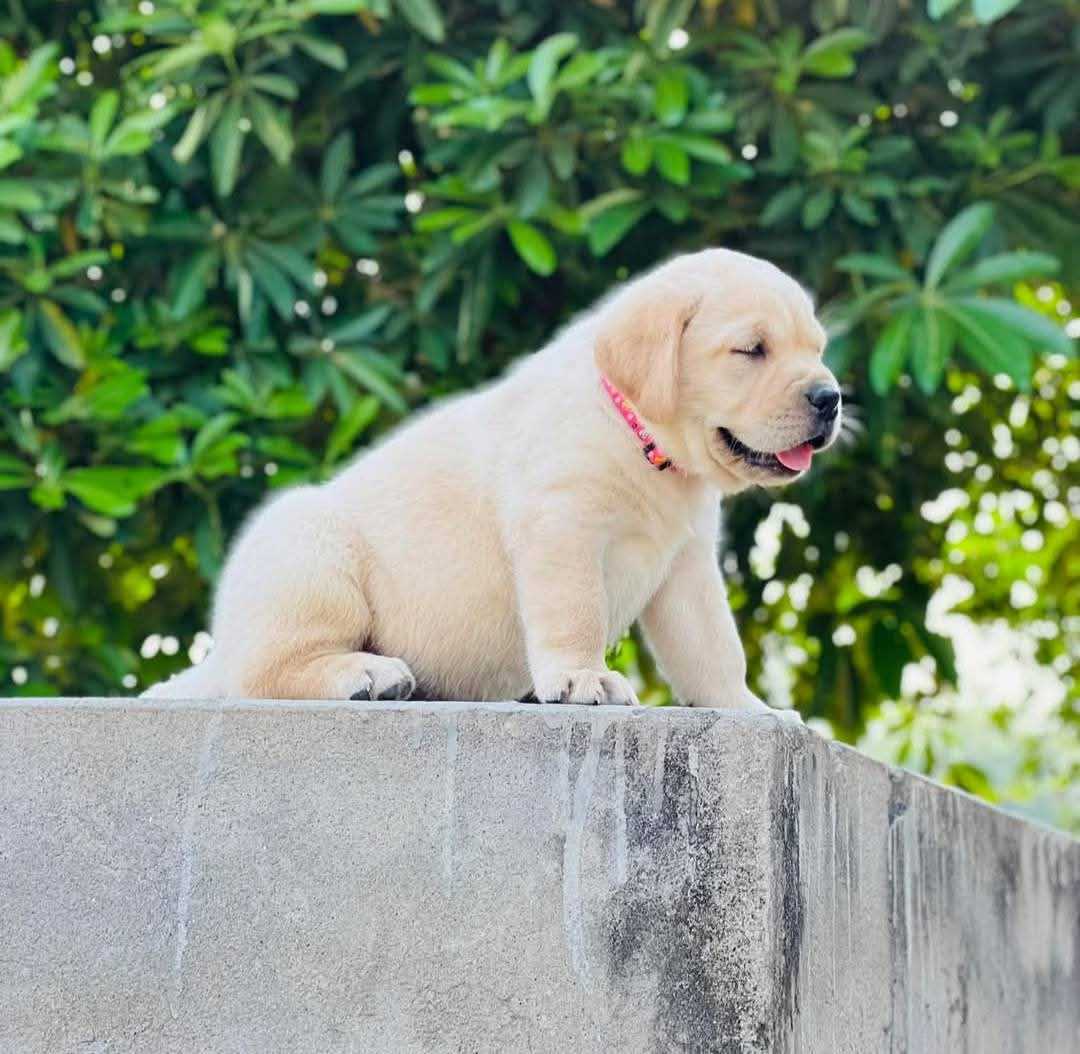 Labrador Retriever For Sale In Dehradun