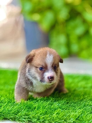 Pembroke Welsh Corgi For Sale In Jaipur