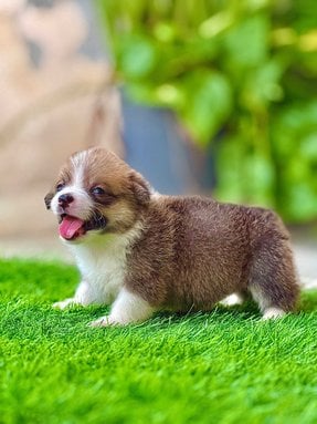 Pembroke Welsh Corgi For Sale In Jaipur
