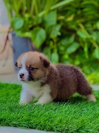 Pembroke Welsh Corgi For Sale In Jaipur