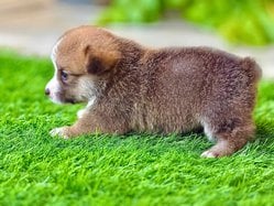 Pembroke Welsh Corgi For Sale In Jaipur