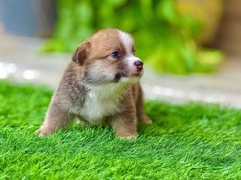 Pembroke Welsh Corgi For Sale In Jaipur