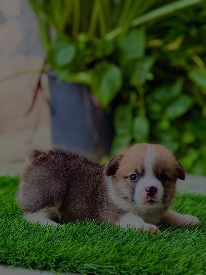 Pembroke Welsh Corgi For Sale In Jaipur