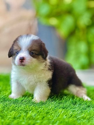 Pembroke Welsh Corgi For Sale In Jaipur