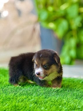 Pembroke Welsh Corgi For Sale In Jaipur