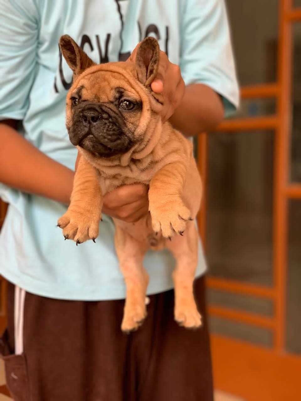 French Bulldog For Sale In Chennai