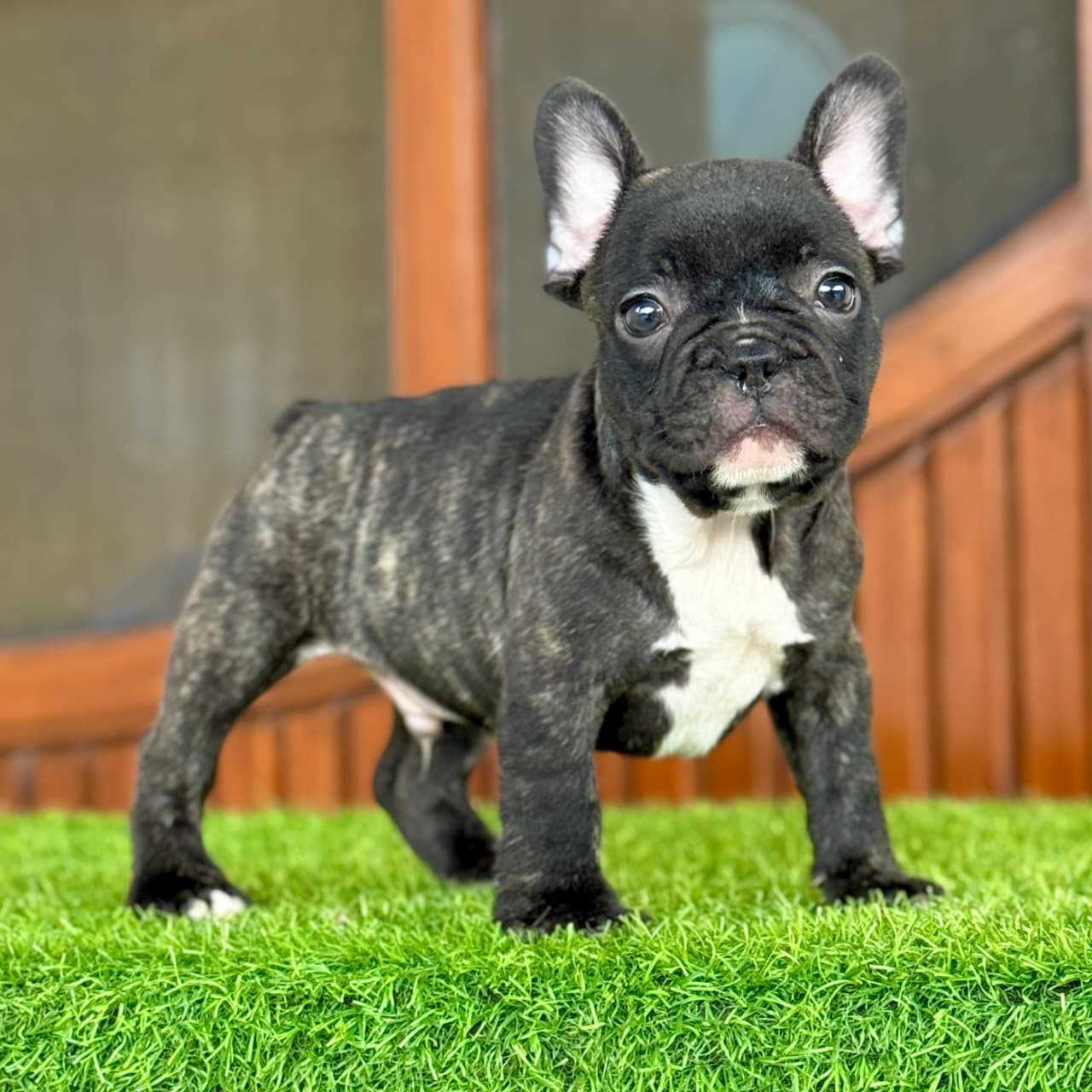 French Bulldog For Sale In Chennai