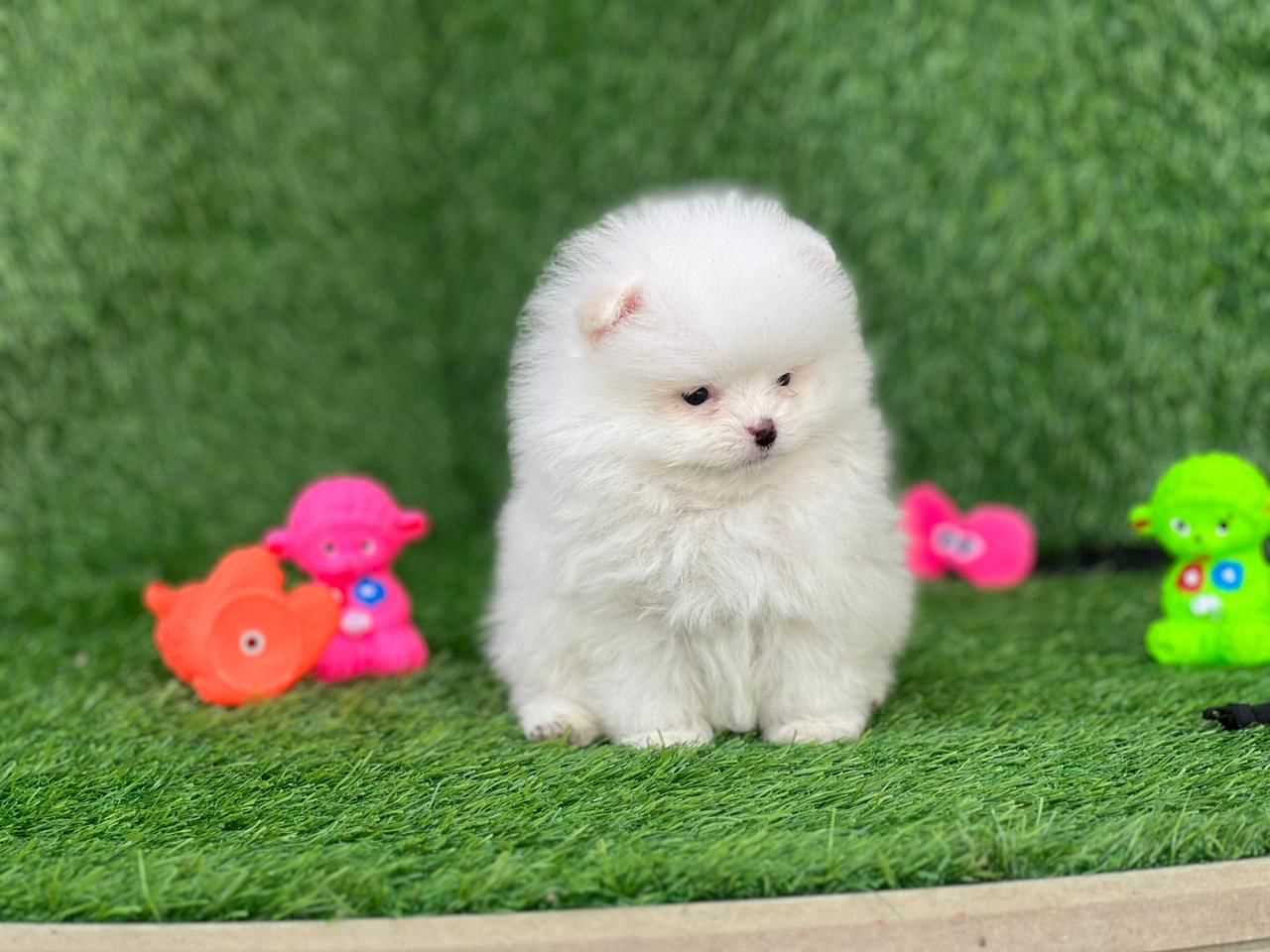 Pomeranian For Sale In Lucknow