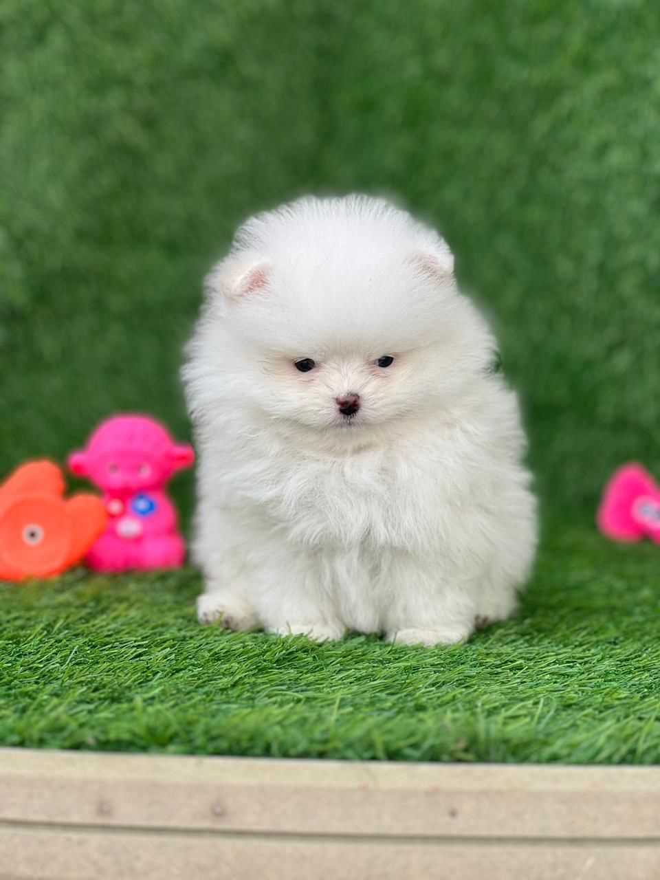 Pomeranian For Sale In Lucknow