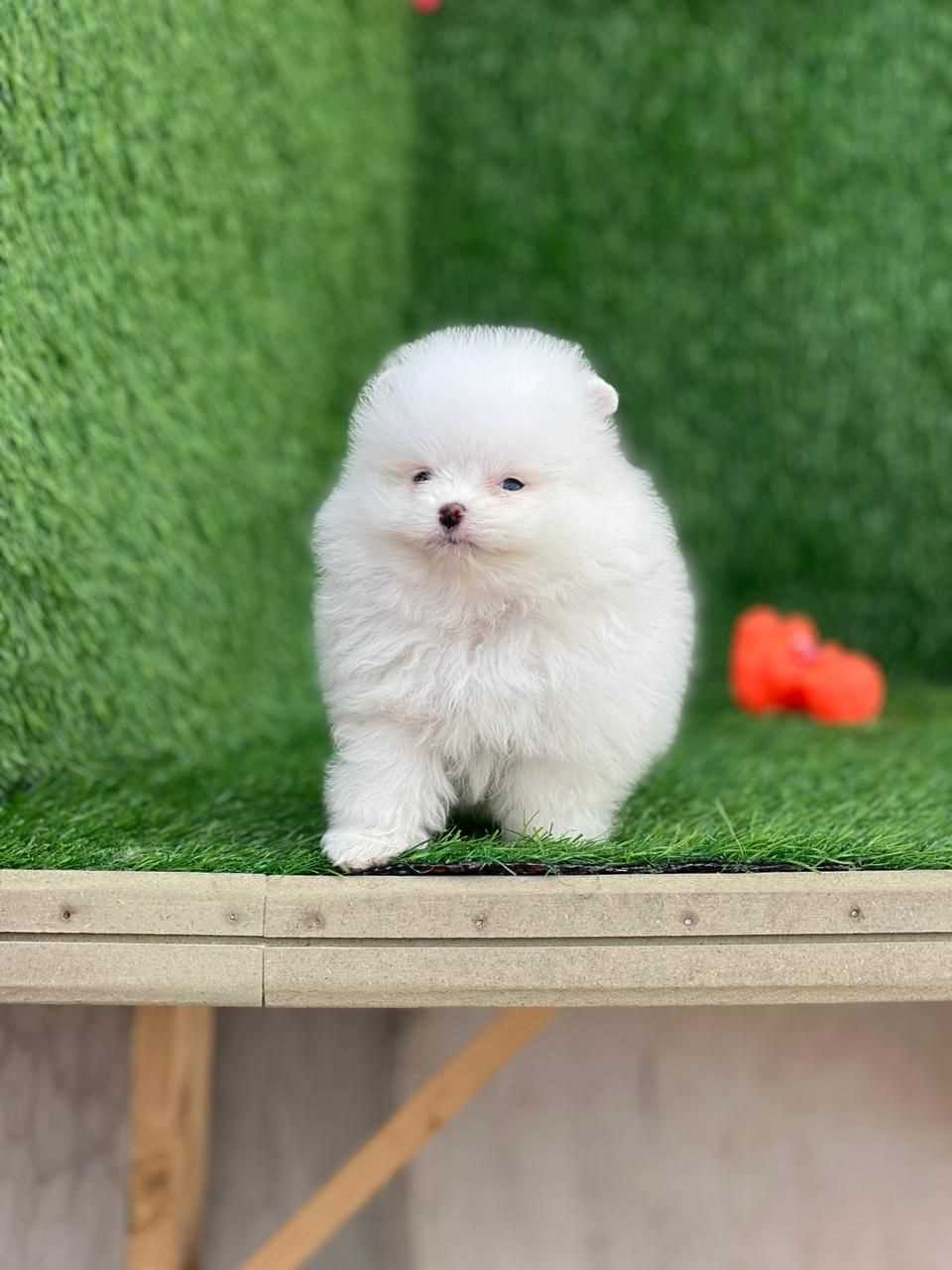 Pomeranian For Sale In Lucknow