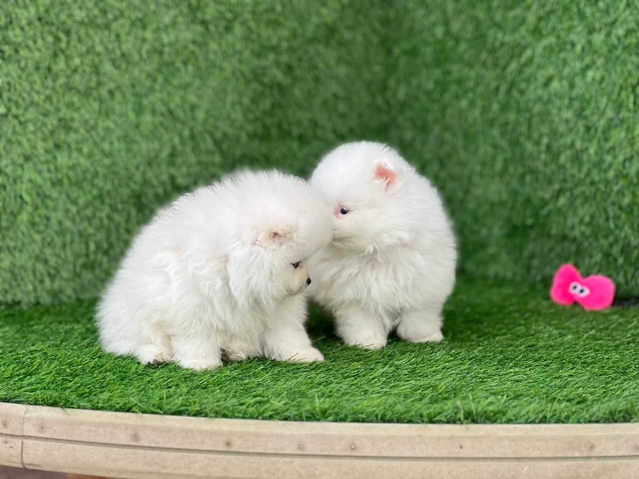 Pomeranian For Sale In Lucknow