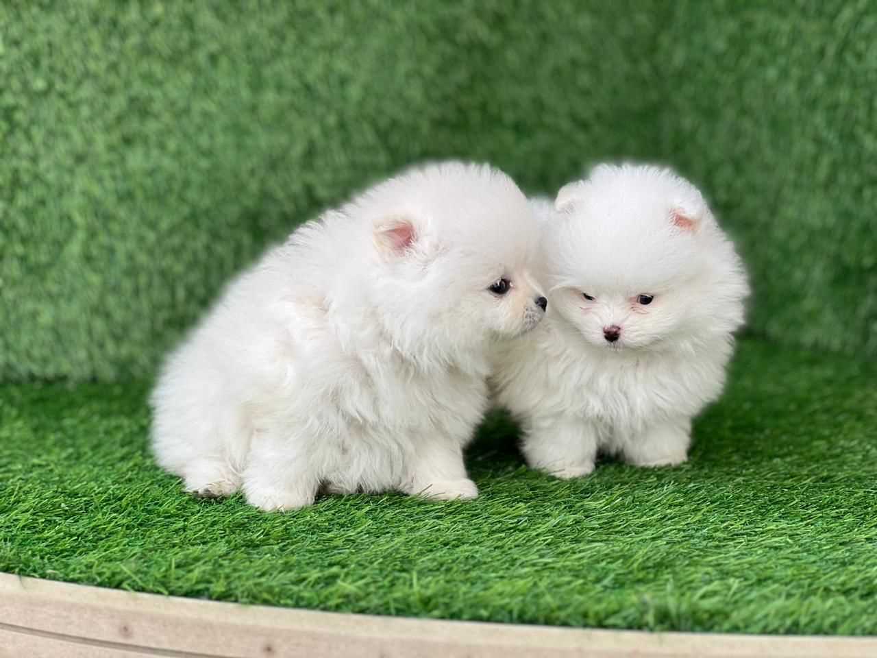 Pomeranian For Sale In Lucknow