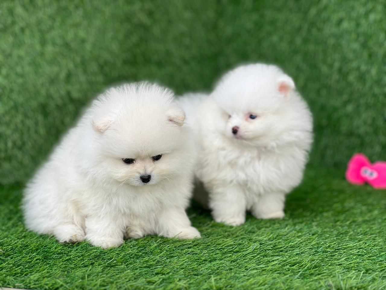 Pomeranian For Sale In Lucknow