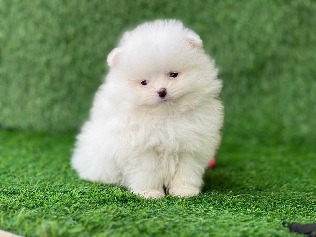 Pomeranian For Sale In Lucknow