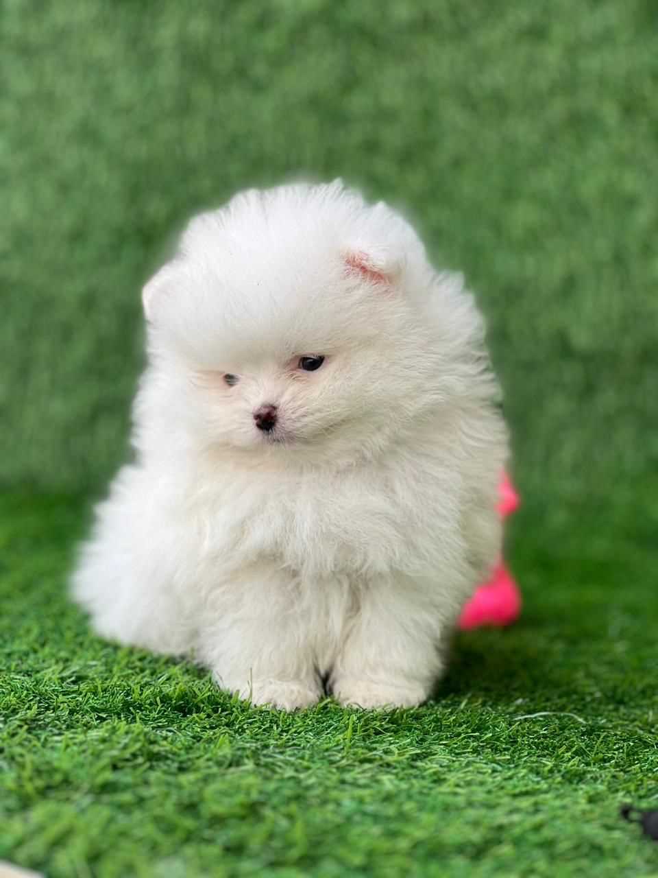 Pomeranian For Sale In Lucknow