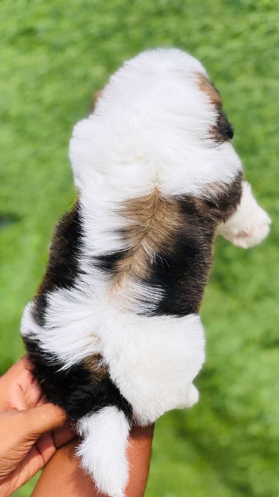 Shih Tzu For Sale In Bhopal