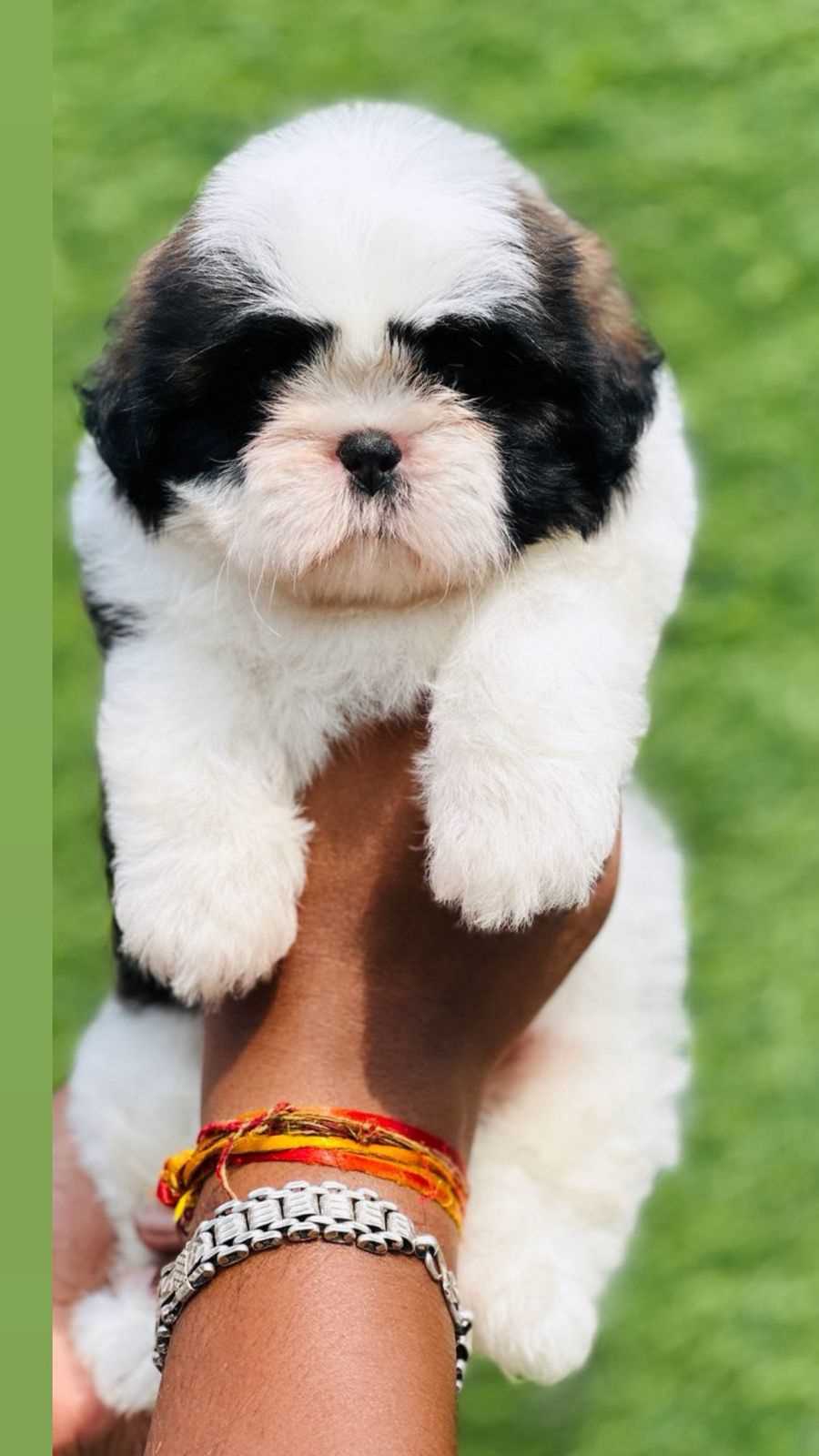 Shih Tzu For Sale In Bhopal