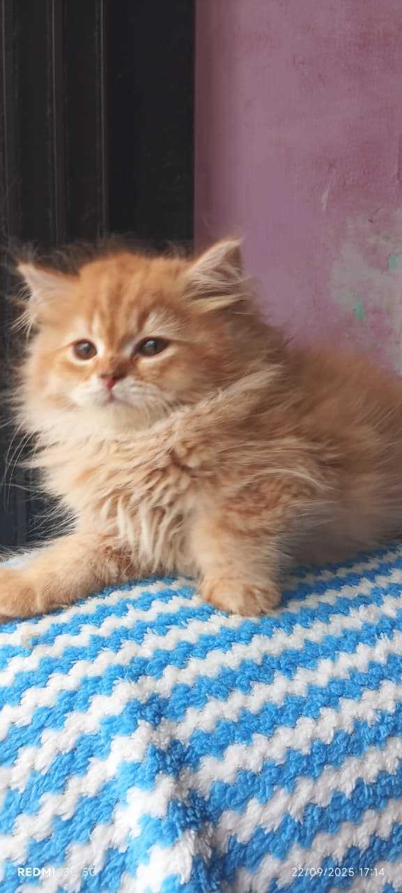 Persian For Sale In Vizag