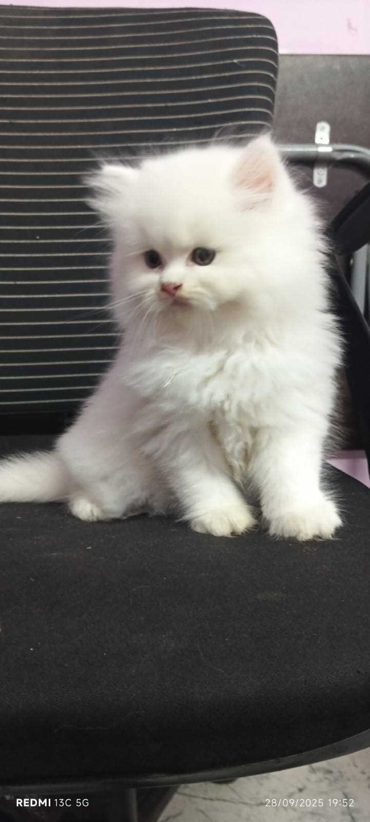 Persian For Sale In Vizag