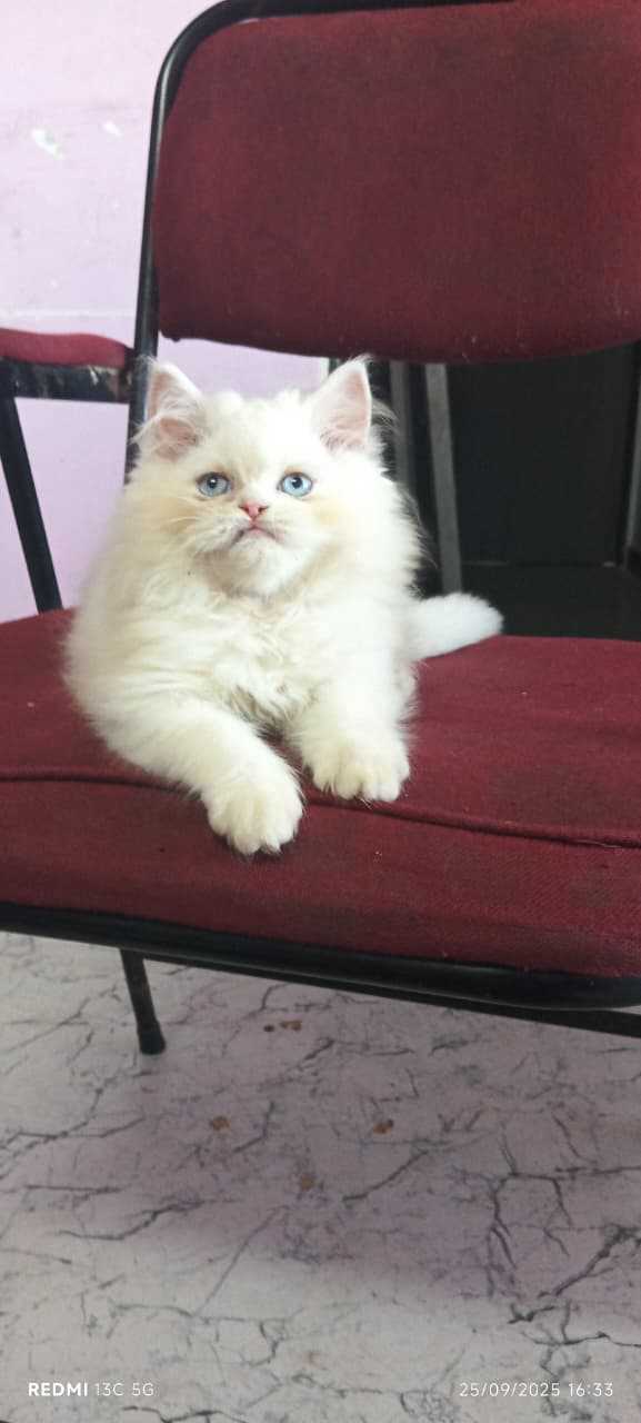 Persian For Sale In Vizag