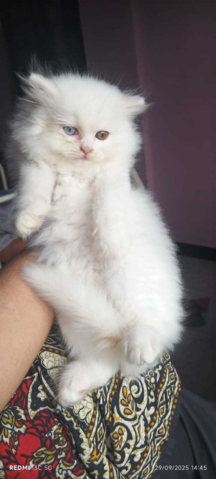 Persian For Sale In Vizag
