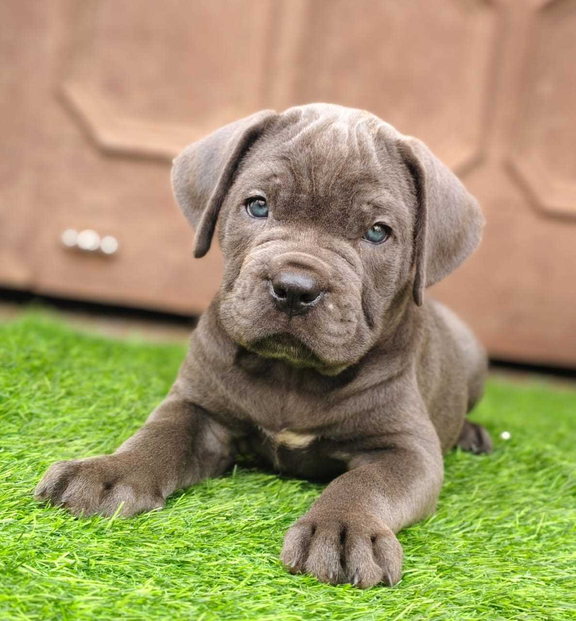 Cane Corso For Sale In Mumbai