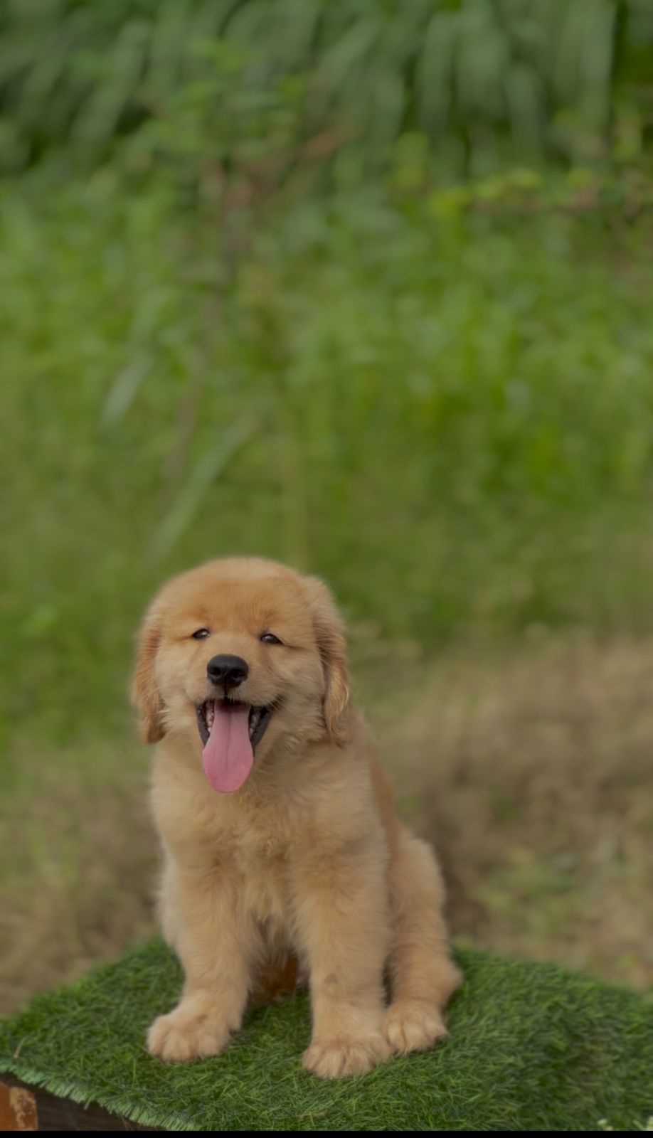 Golden Retriever For Sale In Dehradun