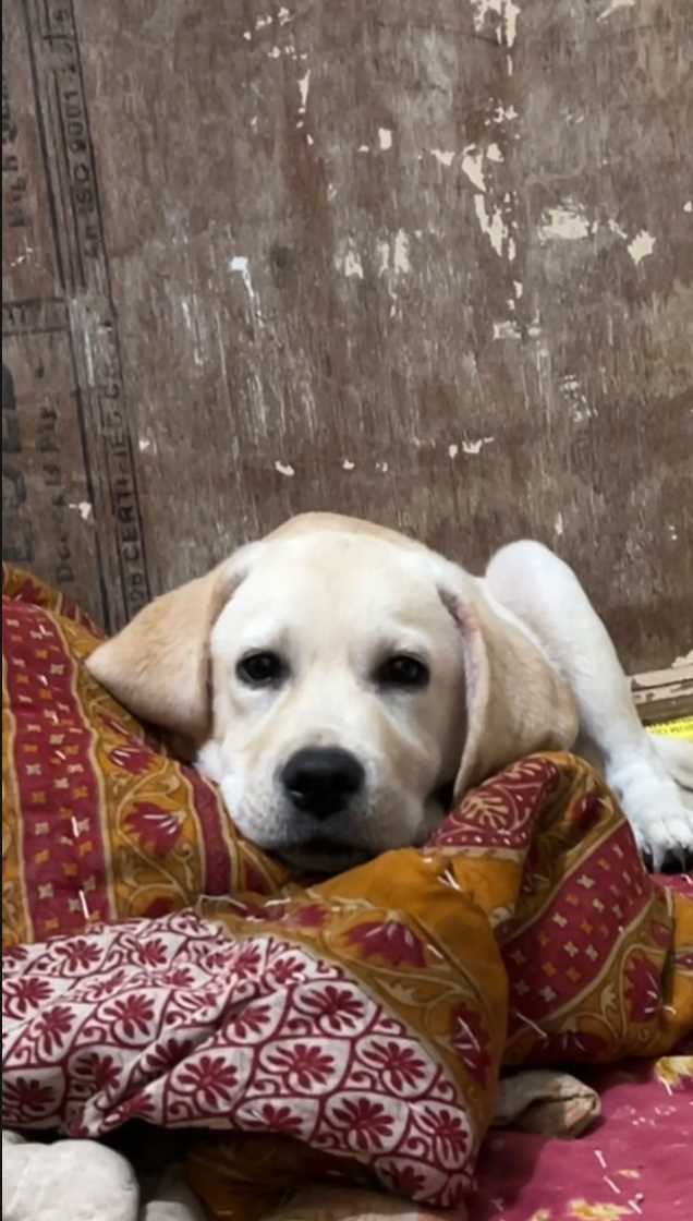 Labrador Retriever For Sale In Aurangabad MH