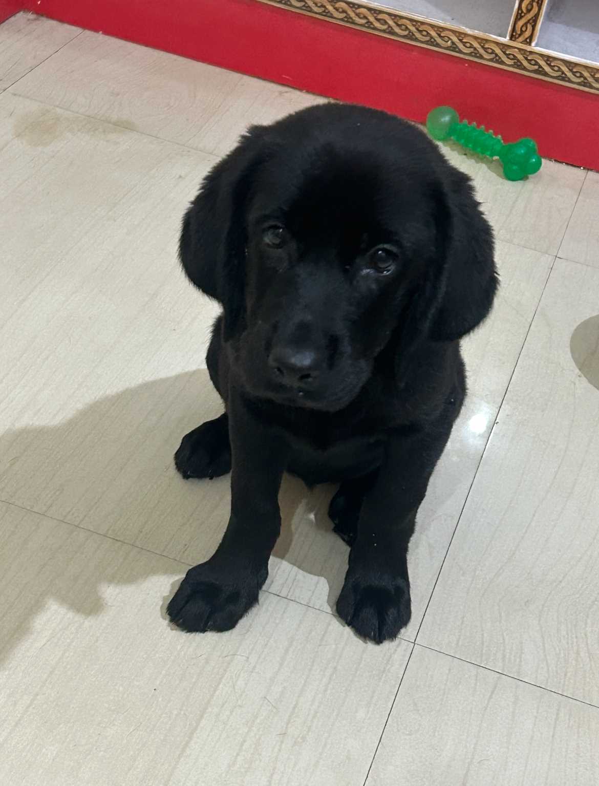 Labrador Retriever For Sale In Aurangabad MH