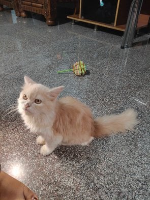 Persian For Sale In Bangalore